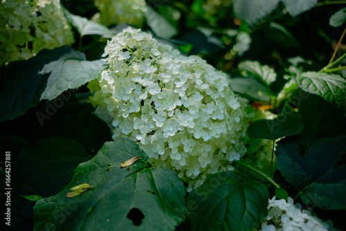 white flowers in the garden