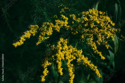 yellow flowers of green grass