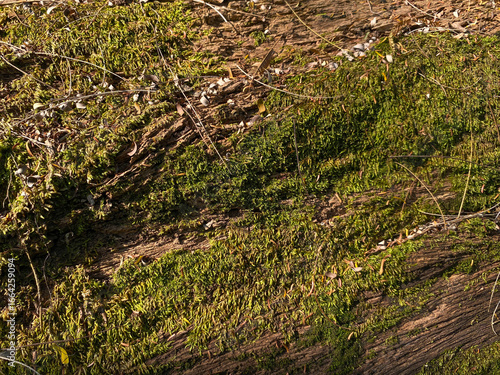 Close up texture of green moss on the surface of tree trunk