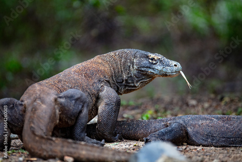 Foto Male Komodo Dragon tongue flicking
