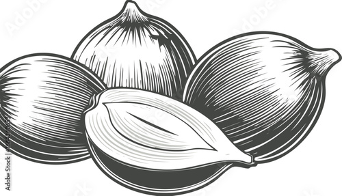 Onion bulbs and slice illustration onions vegetable