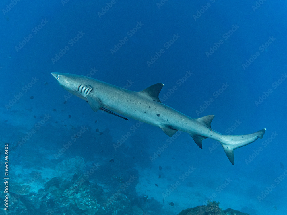 Fototapeta premium White-tipped Reef Shark swimming past