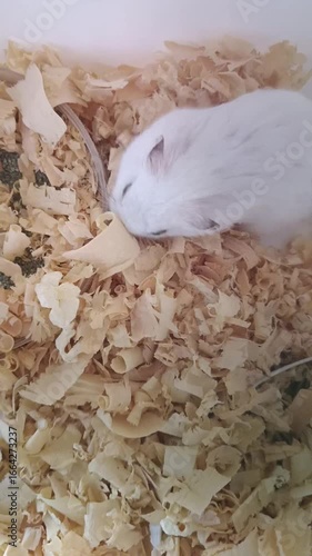 An adorable small white dwarf hamster sleeping soundly while curled up in a comfortable ball on a bed of natural wood shavings
