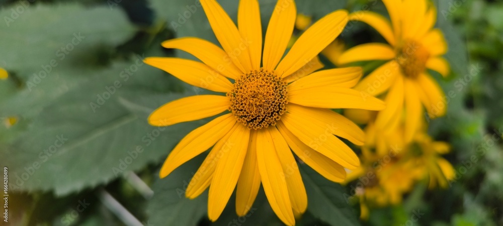 Obraz premium Vibrant Yellow False Sunflower Blooming in a Lush Summer Garden