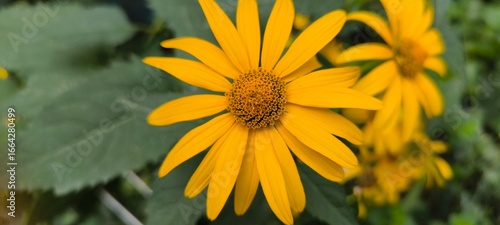 Wallpaper Mural Vibrant Yellow False Sunflower Blooming in a Lush Summer Garden Torontodigital.ca