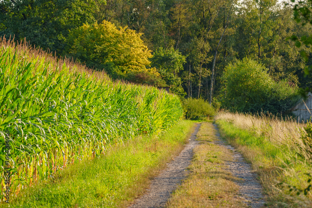 Obraz premium Sommerlandschaft im westlichen Münsterland