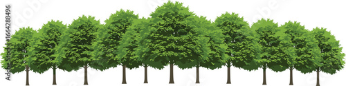 Row of green leafy trees with brown trunks, dense natural forest line, healthy plants, outdoor environment, isolated white background image