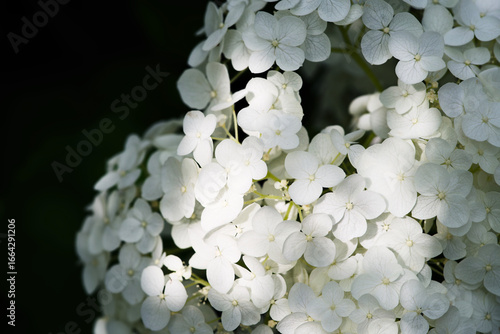 white hydrangea