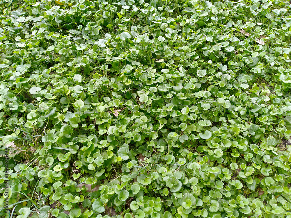 Obraz premium Large Tree Branches with blue sky background