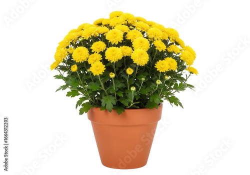 Potted yellow chrysanthemum flower arrangement isolated PNG with Transparent Background