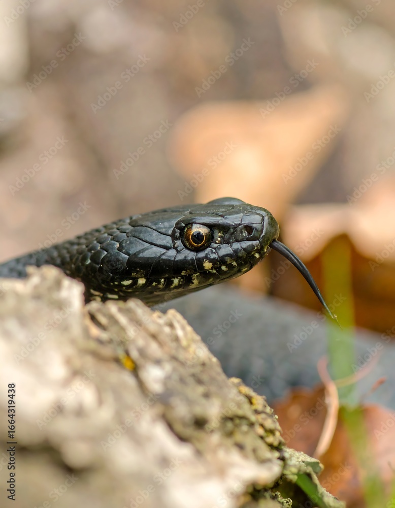 Obraz premium Black snake, head closeup, forest floor