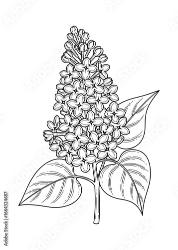 lilac flower branch with leaves. Detailed  botanical style line art