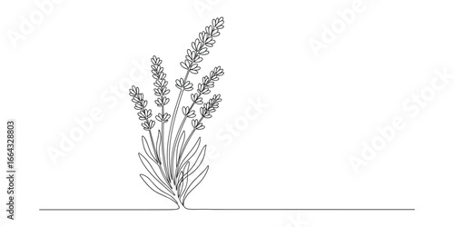Single continuous line drawing of a lavender plant. Simple botanical illustration, minimalist design.