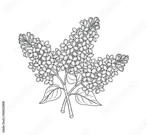 Detailed illustration of lilac flowers. Black outline on white backdrop. Vector Illustration.