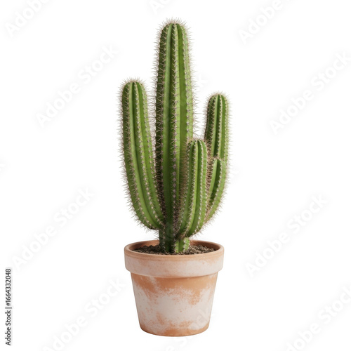 Green cactus isolated on transparent background