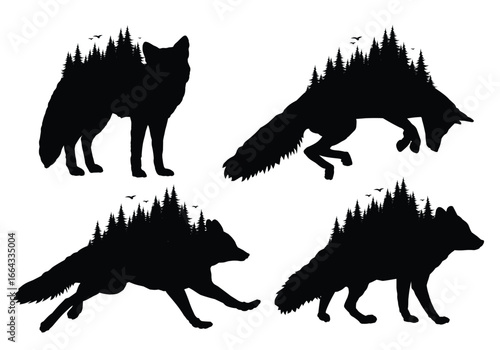 Wild fox silhouettes with coniferous forest.
