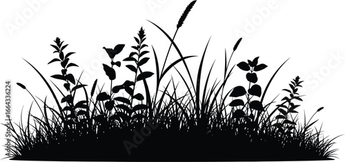 Stunning black silhouette of wild grasses and plants against white backdrop