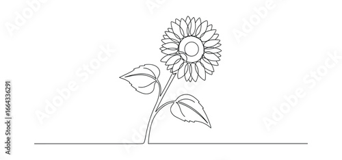 Continuous line drawing of a sunflower with leaves, minimalistic style. Floral vector design, black and white.