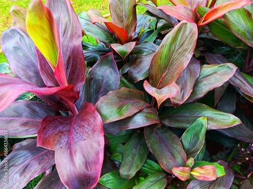 Vibrant pink, green, purple, deep red leaves of cordyline fruticosa commonly known as ti plant, palm lily, hawaiian ti plant, andong or hanjuang growing in the garden.