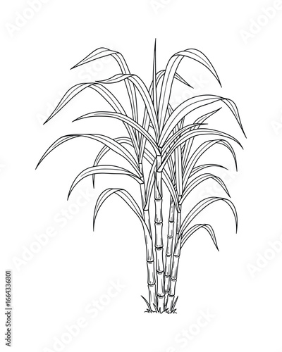 A black and white outline drawing of a sugarcane plant with sharp pointed leaves. Vector Illustration.