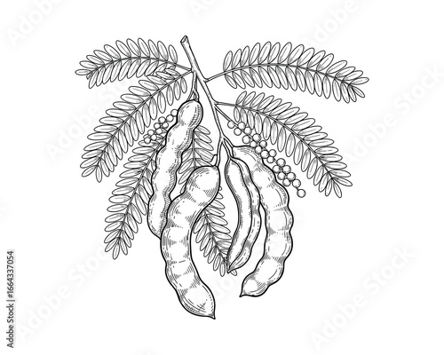 Black and white drawing of tamarind pods and leaves, botanical sketch, herbal plant. Vector Illustration.
