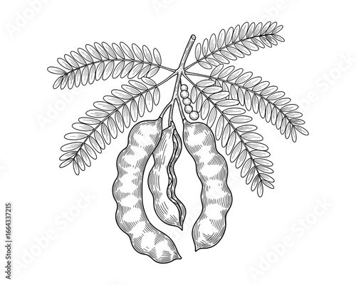Detailed illustration of a tamarind branch with pods and leaves in an engraving style, black and white. Vector illustration