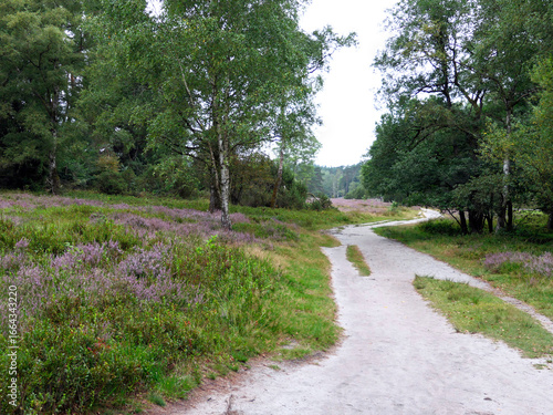 The heathland in the Büsenbach Valley