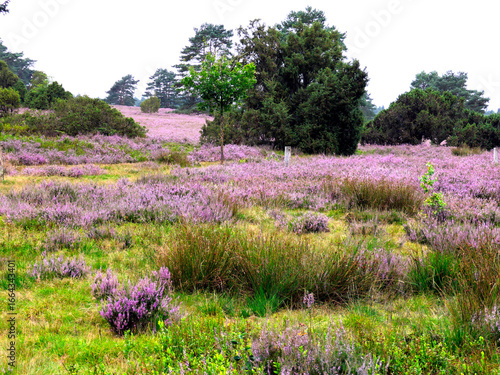 The heathland in the Büsenbach Valley