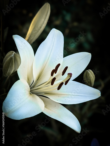 white calla lily White Lily flower in the garden floral nature plants 