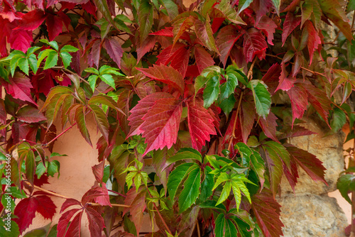  Parthenocissus quinquefolia, known as Virginia creeper, Victoria creeper, five-leaved ivy. Red foliage background red wooden wall. Natural background. High quality photo