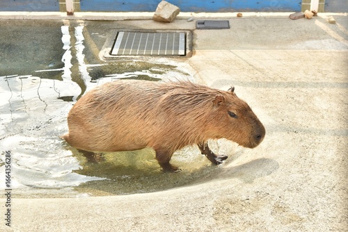 水辺からあがってくるカピバラ