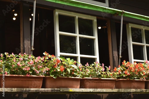 窓辺に咲くカラフルな花