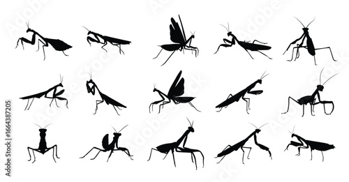 set mantis silhouette vector illustration 