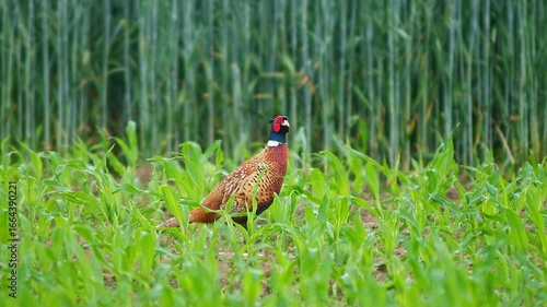 Wallpaper Mural Male pheasant walking through young maize field in Hildesheim, Lower Saxony, Germany, Europe Torontodigital.ca