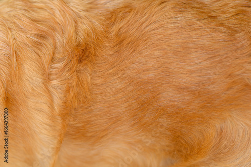 	
golden retriever labrador dog hair close up. dog hair texture