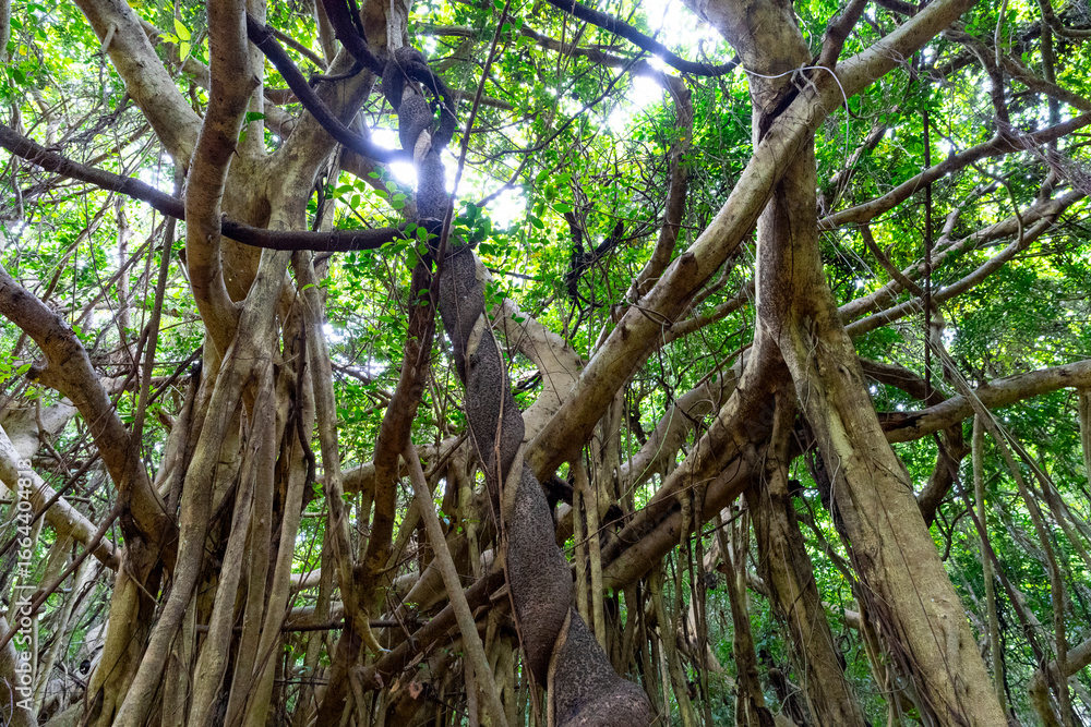 Fototapeta premium やんばるのガジュマル