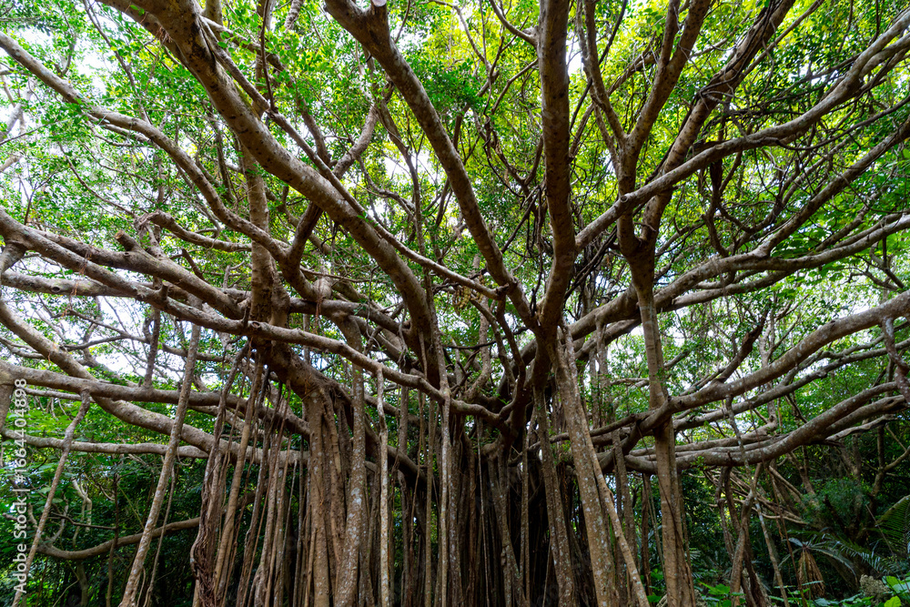 Obraz premium やんばるのガジュマル