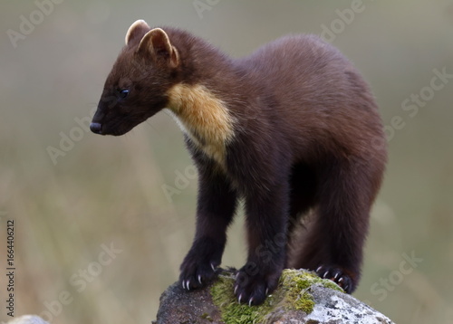 Chance Encounter With A Wild Pine Marten