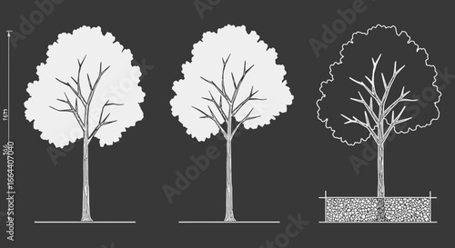 Architectural illustration displaying tree types with height dimensions on a solid background