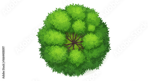 Overhead view of lush green tree illustration on a clean white background