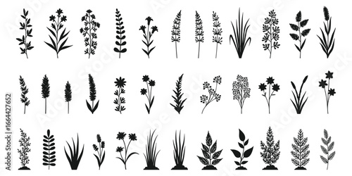 Assortment of Black Silhouette Botanical Elements and Wild Grasses plant flora
