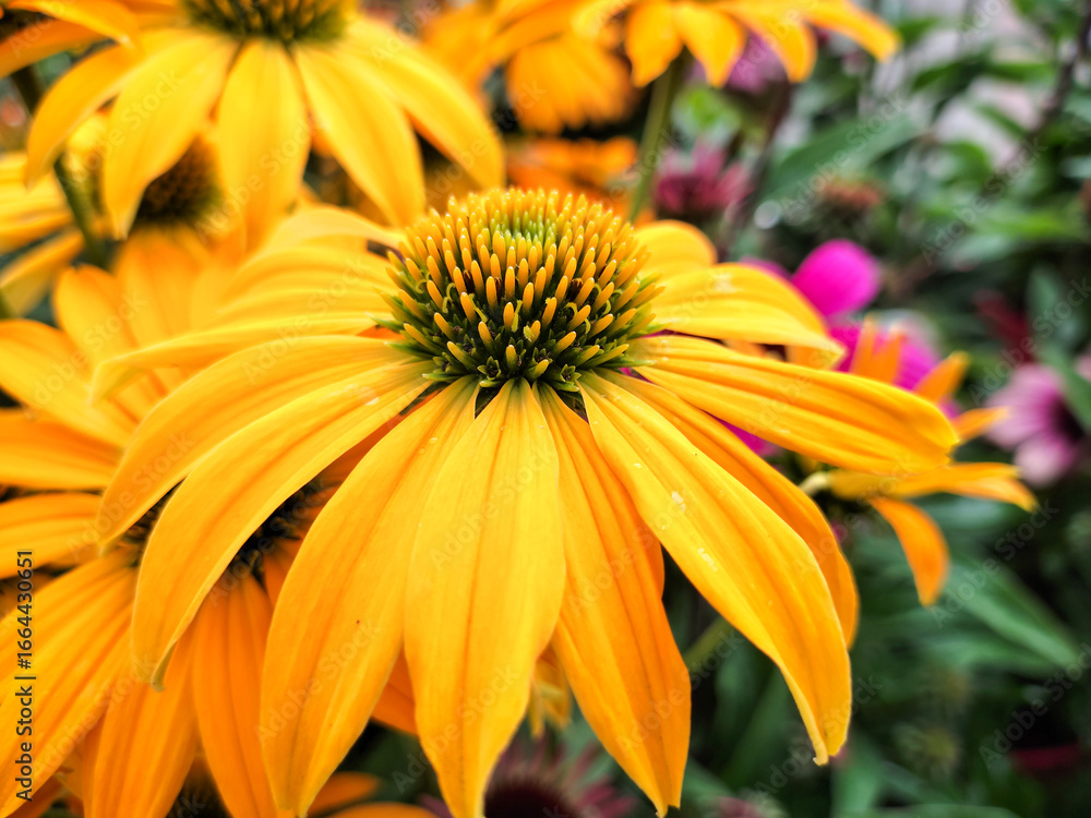 Fototapeta premium Echinacea - summer-autumn flowers with strong, intense colors. Summer in the garden. 