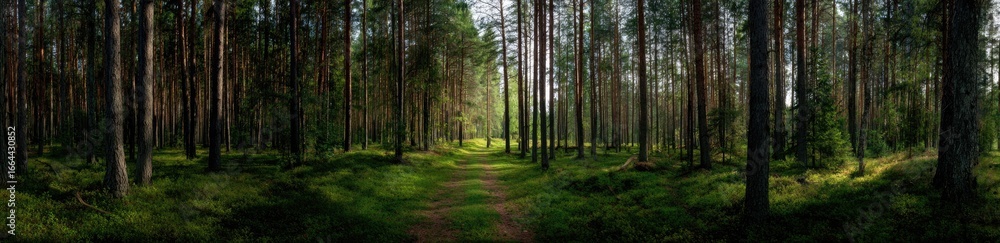 Fototapeta premium Blurred path through a dense pine forest