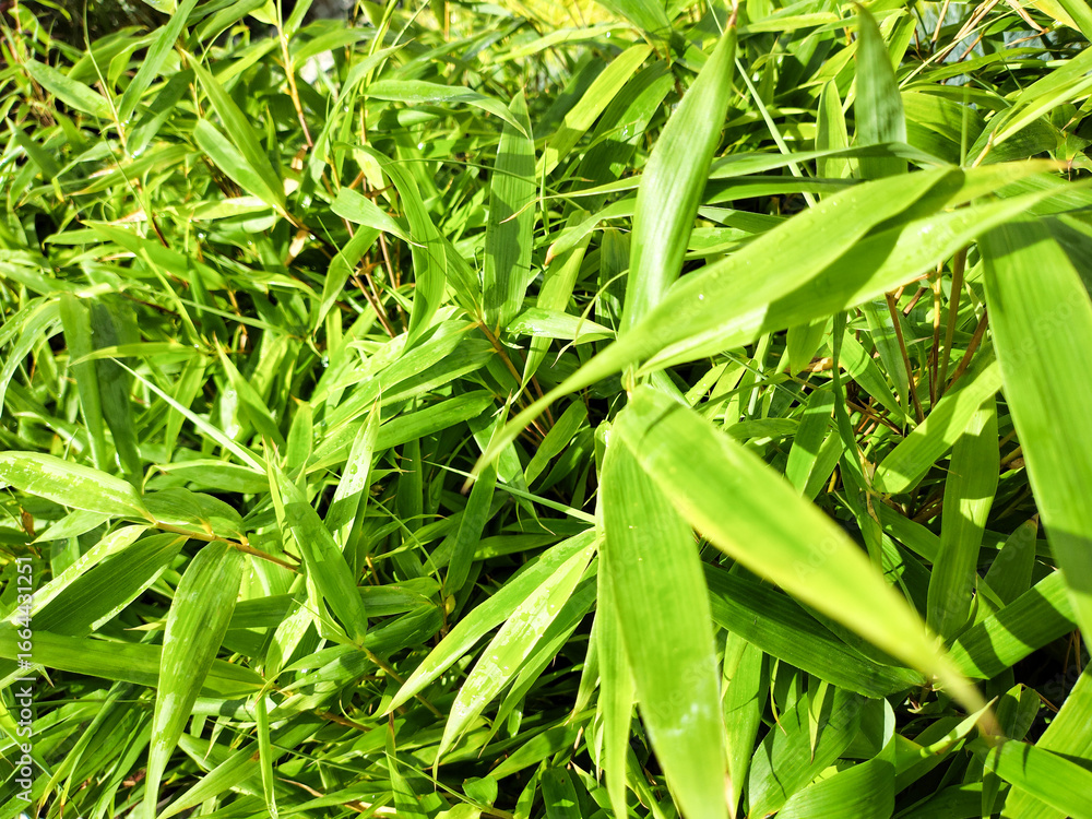 Fototapeta premium Bamboo leaves, a fast-growing plant. 