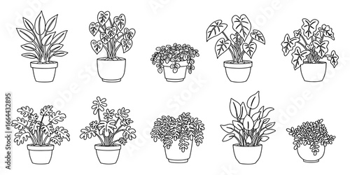 Ten outline illustrations of various potted houseplants on a white background Keywords: potted plants