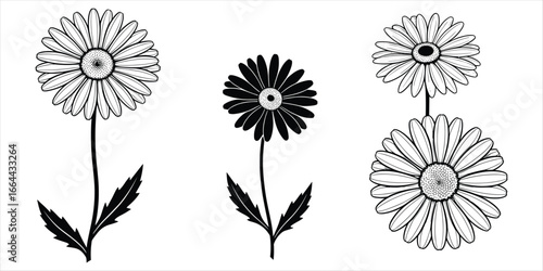 Two daisy flowers and one stacked pair against a white background floral bloom