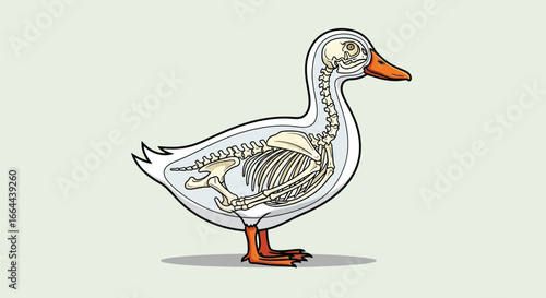 Anatomy of a Duck: Skeletal Structure Illustration