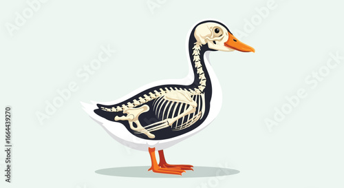 Anatomy of a Duck: Skeletal Structure Illustration