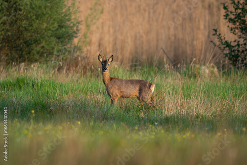 Fototapeta European roe deer buck standing alert in spring meadow