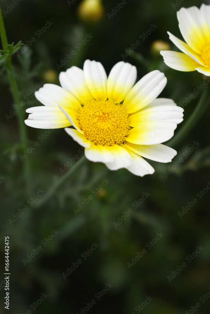 Obraz premium White Yellow Crown Daisy, Close-up of a white and yellow crown daisy flower, blooming in nature, Close-up shot of beautiful White yellow Crown Daisy flower (Chrysanthemum coronarium), Crown Daisy,